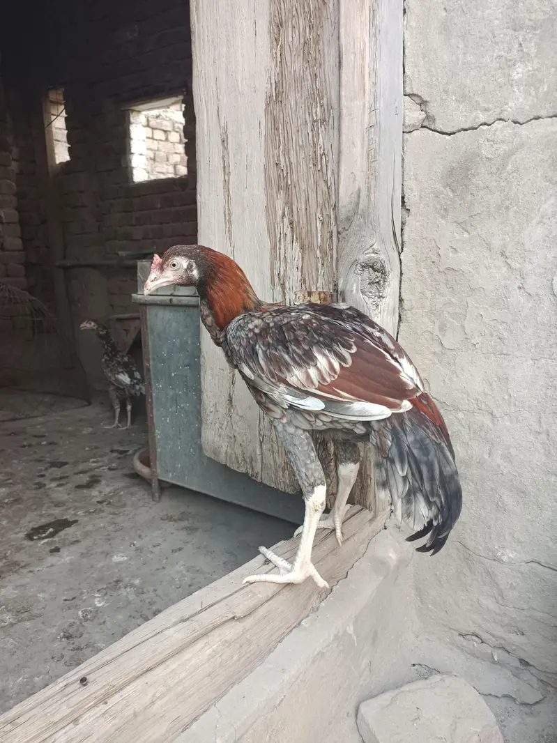 Aseel gray saleta Murga cheeni murgi — photo 3