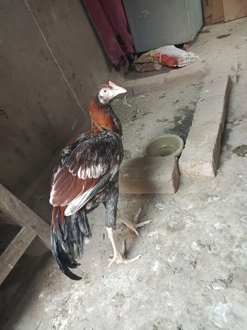 Aseel gray saleta Murga cheeni murgi — photo 4