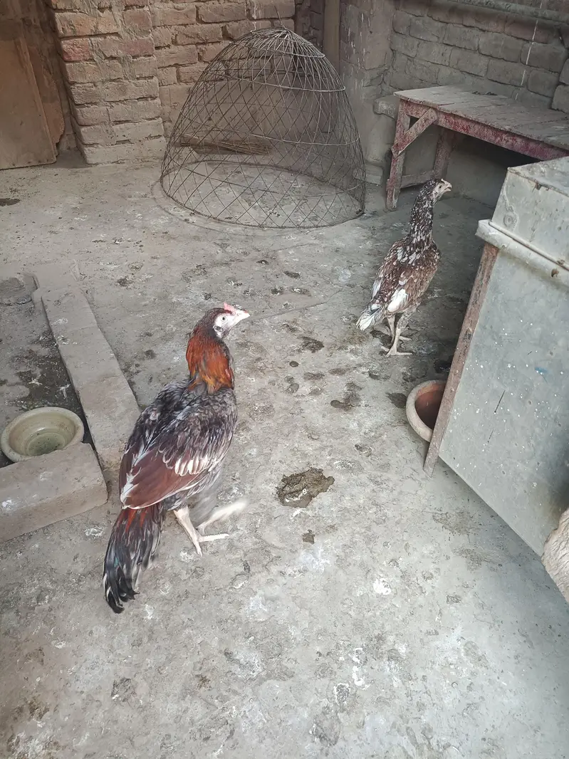 Aseel gray saleta Murga cheeni murgi — photo 6