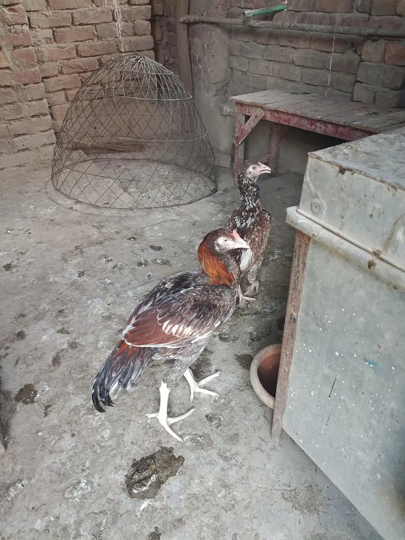 Aseel gray saleta Murga cheeni murgi — photo 7