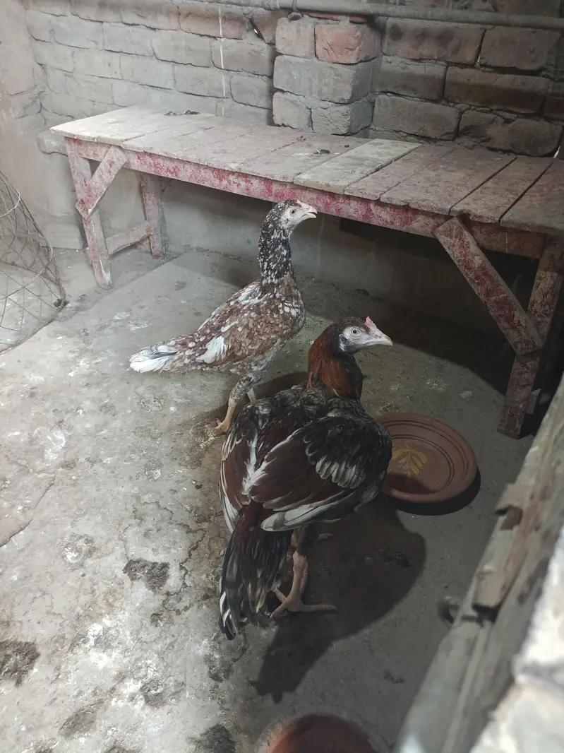 Aseel gray saleta Murga cheeni murgi — photo 8