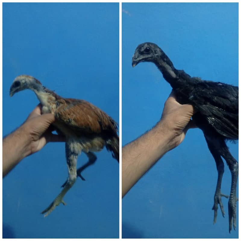 Dragon Chiks Pair 0