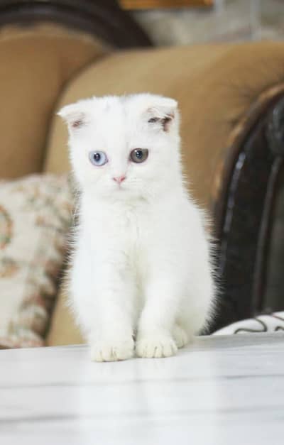 Scottish fold white odd eyes