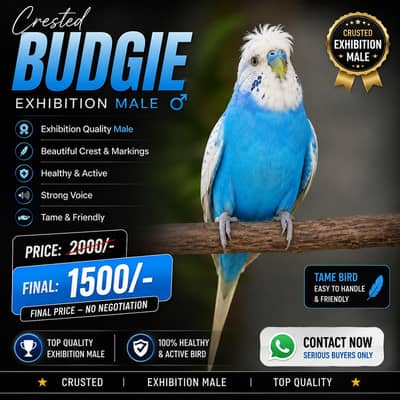 Crusted Exhibition Male Budgie | Top Quality | Healthy & Active