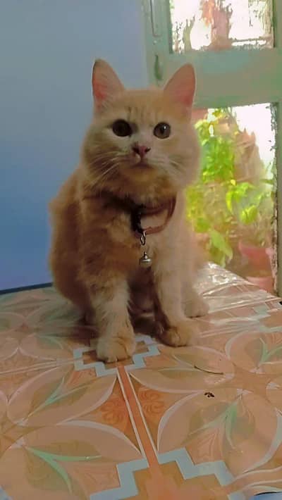 persion breeding cat for sale