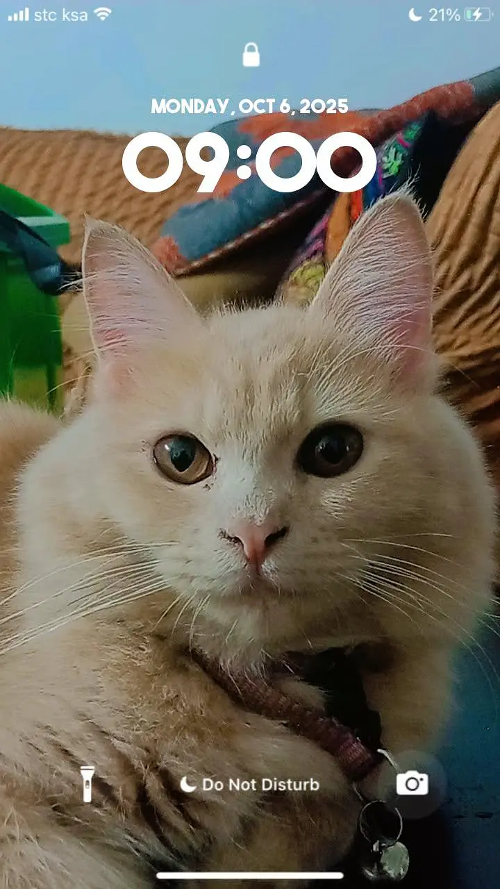 persion breeding cat for sale — photo 2