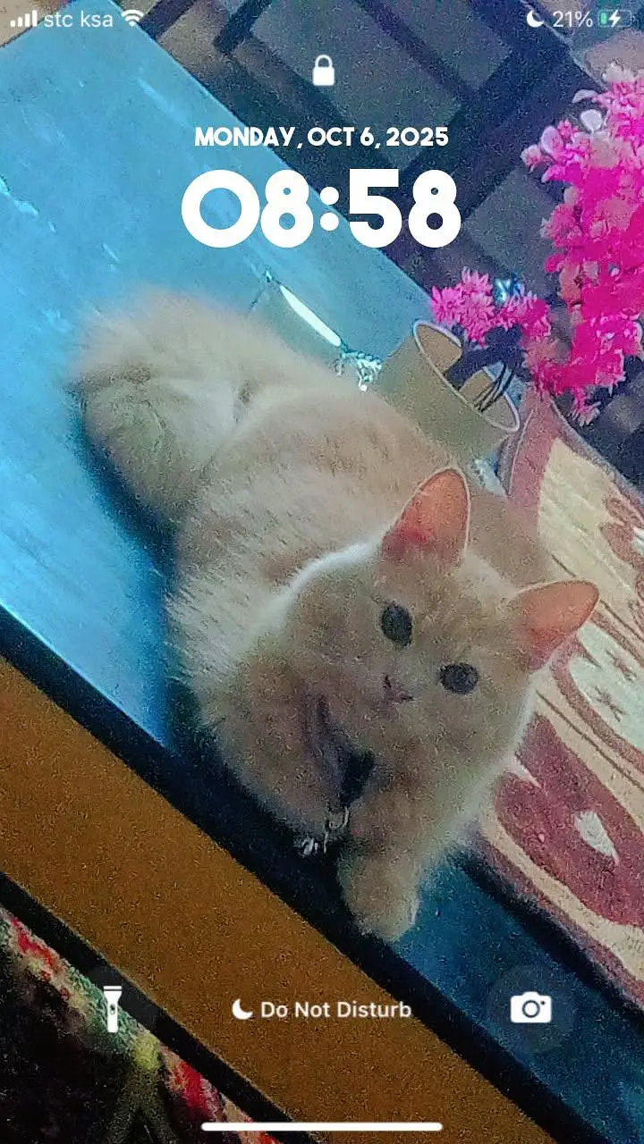 persion breeding cat for sale — photo 3