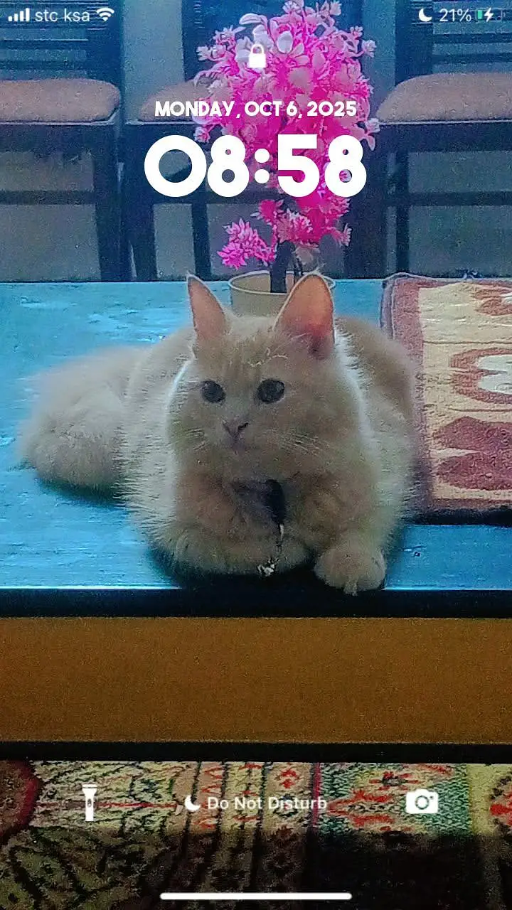 persion breeding cat for sale — photo 4