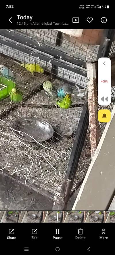 Australian  birds