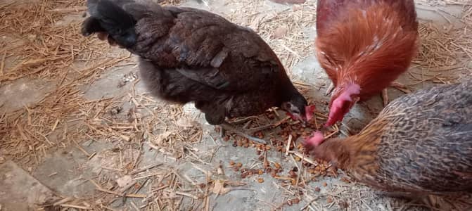 Pure Rhode Island Red (RIR) Daily Egg Laying Hen for Sale