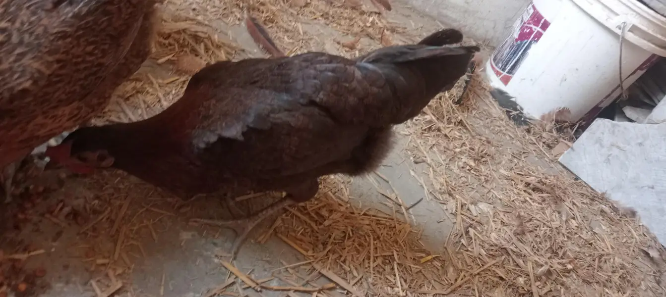 Pure Rhode Island Red (RIR) Daily Egg Laying Hen for Sale — photo 2