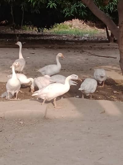 Duck's for sale pair