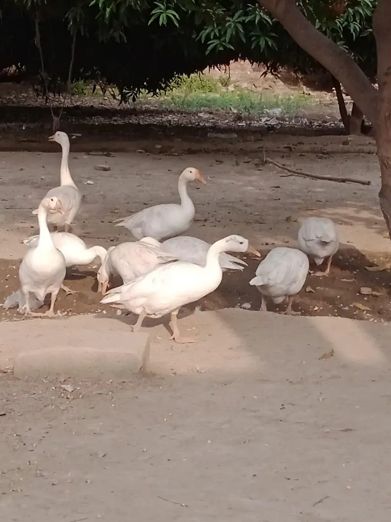 Duck's for sale pair