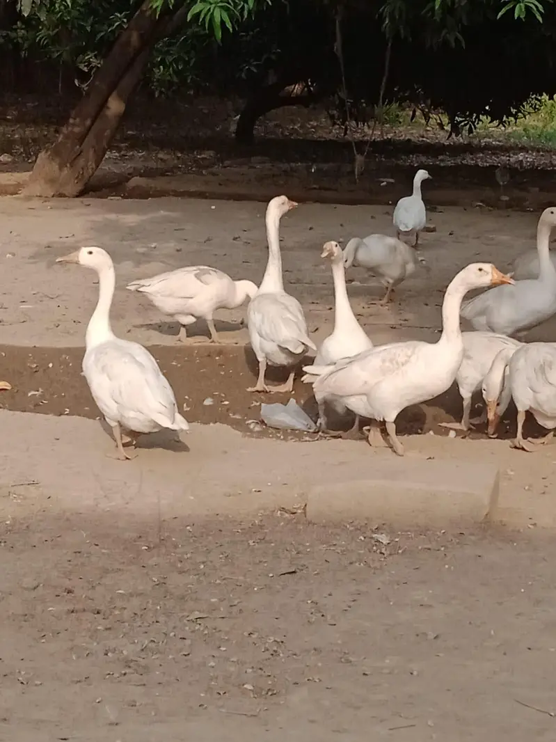 Duck's for sale pair — photo 3