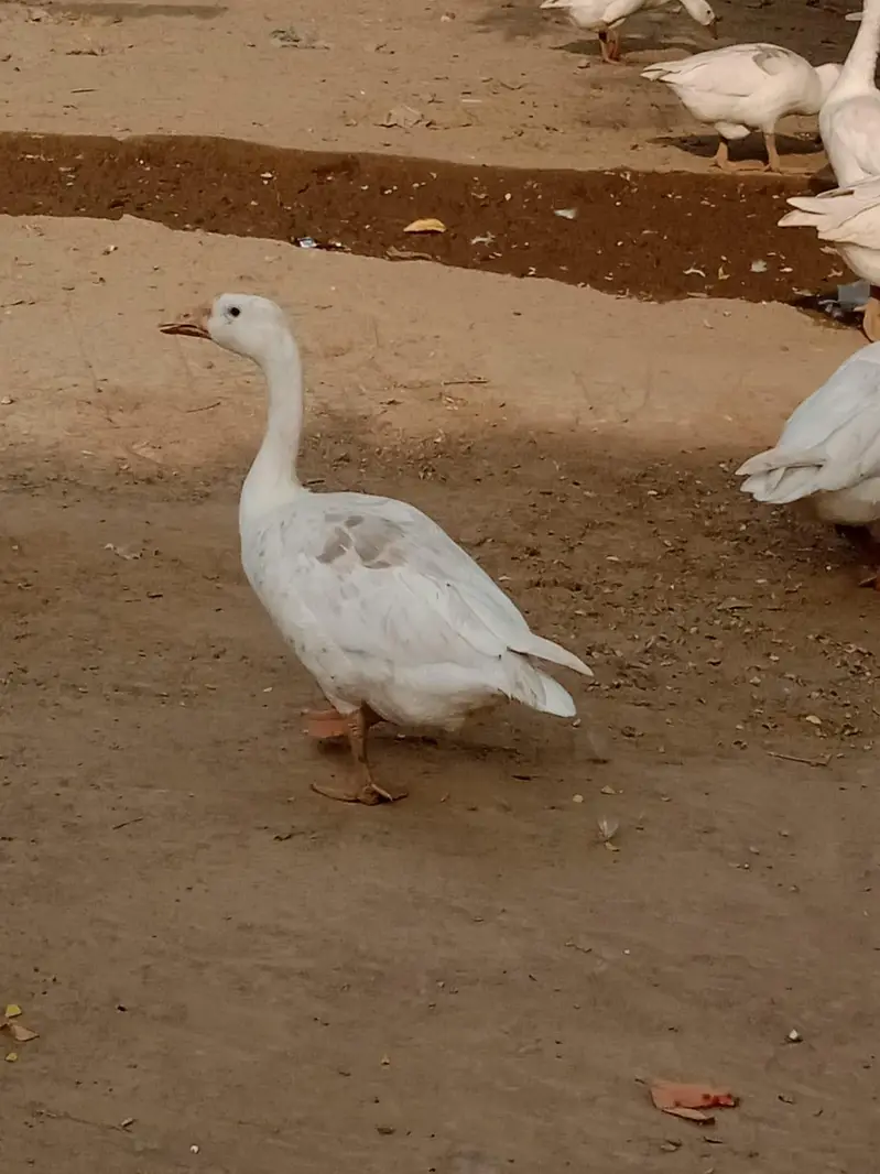 Duck's for sale pair — photo 5