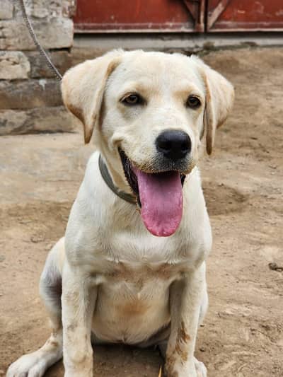Beautiful Labrador