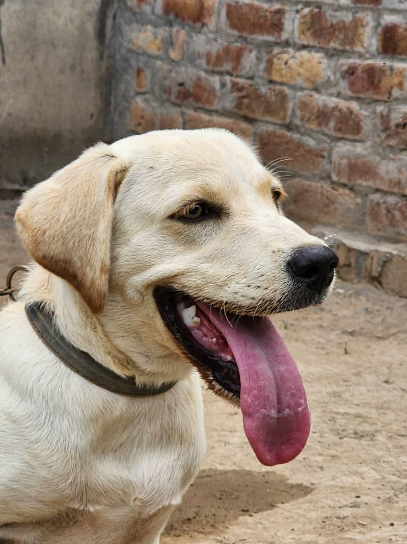 Beautiful Labrador 1