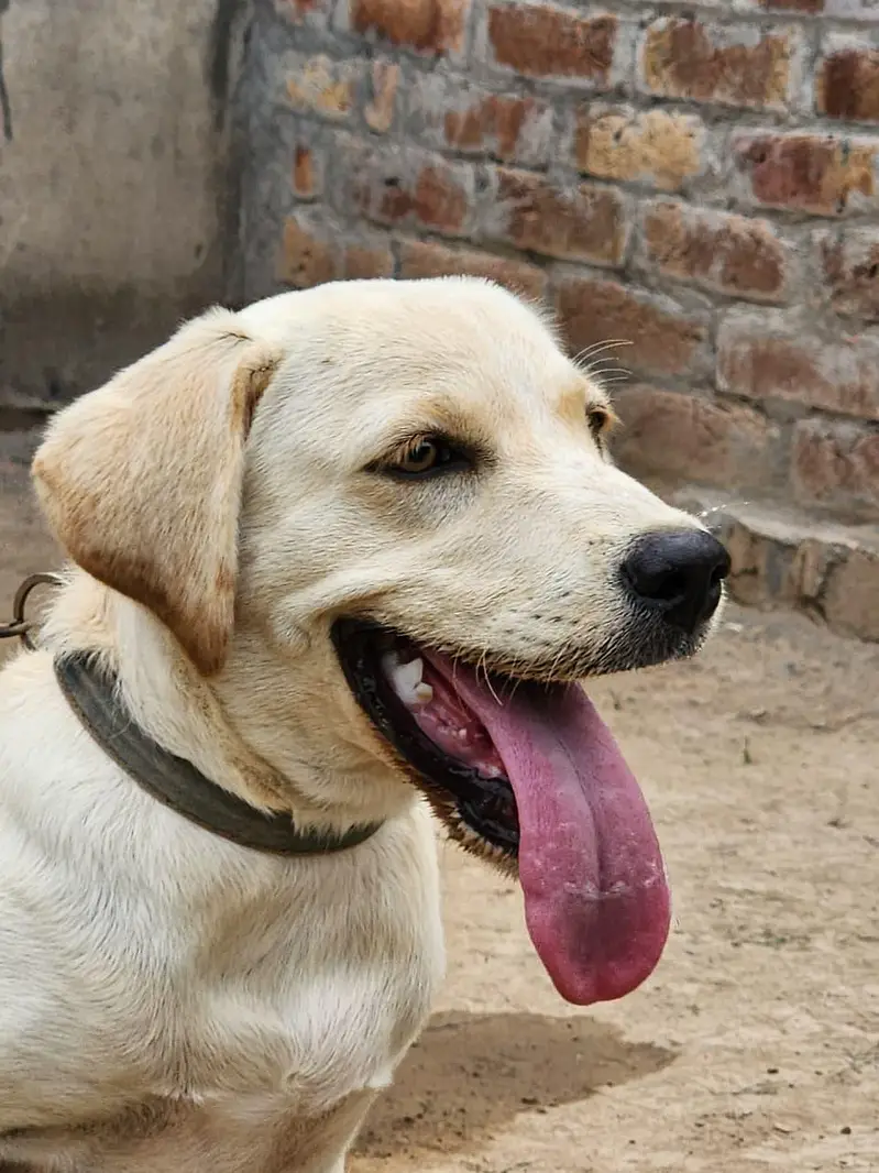 Beautiful Labrador — photo 2