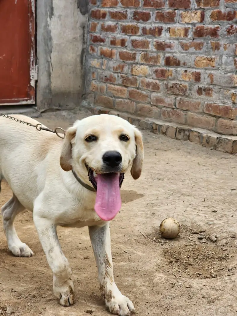Beautiful Labrador — photo 3