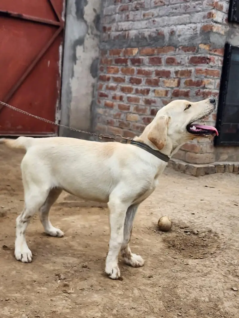 Beautiful Labrador — photo 4