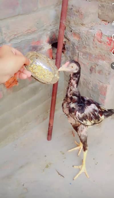 murga