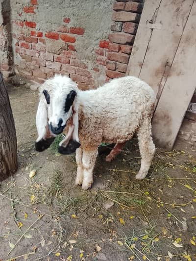 5 month ki female sheep  hai