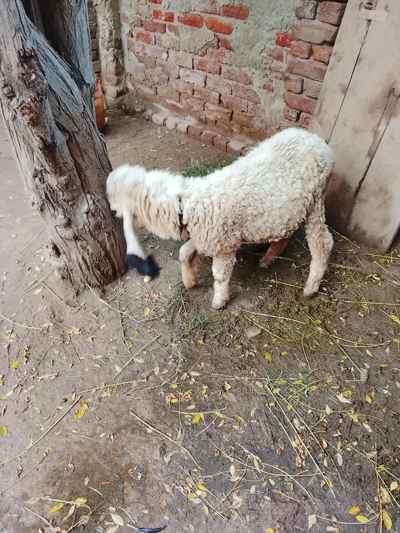 5 month ki female sheep  hai — photo 2