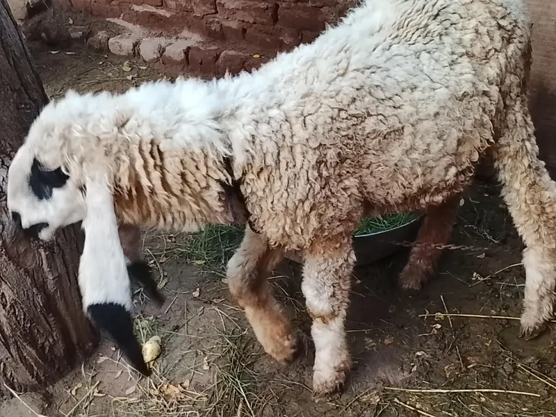 5 month ki female sheep  hai — photo 3