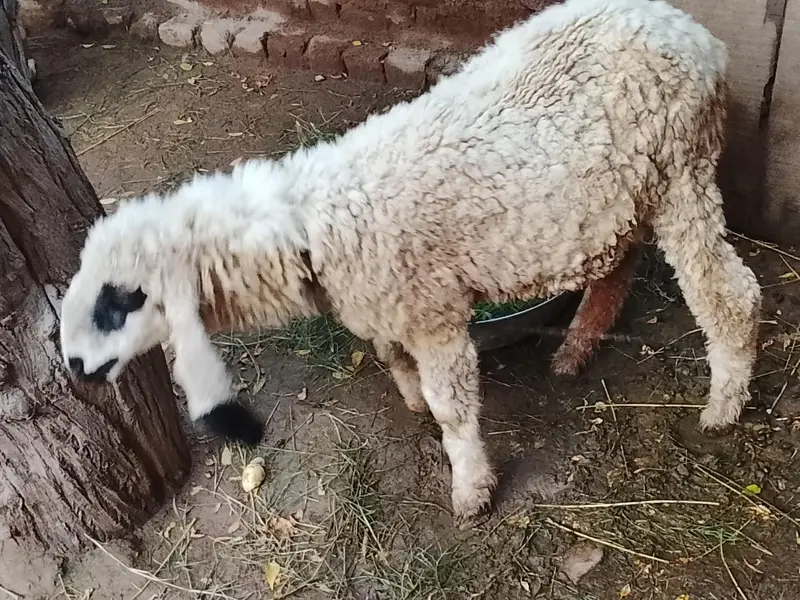 5 month ki female sheep  hai — photo 4
