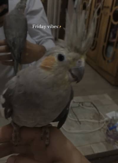 cocktaiel