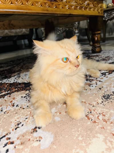 Beautiful Male Persian cat for sale