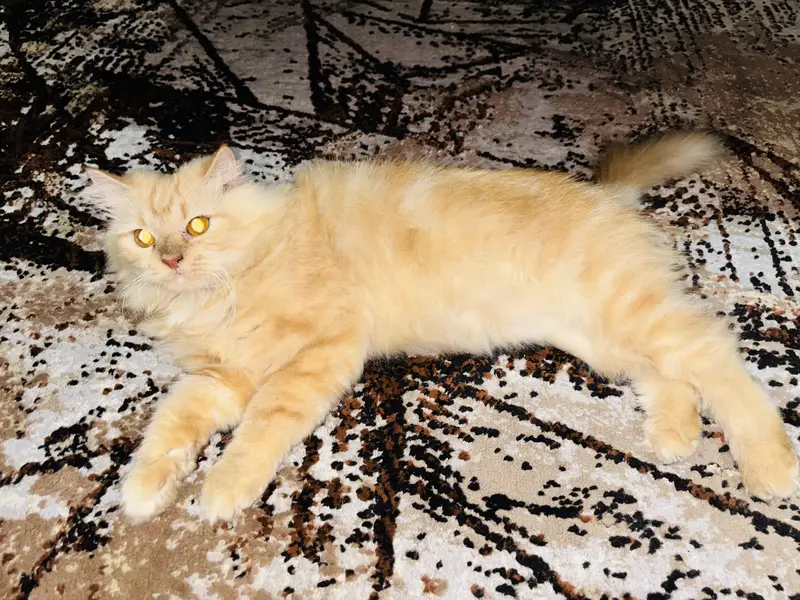 Beautiful Male Persian cat triple coated for sale — photo 2