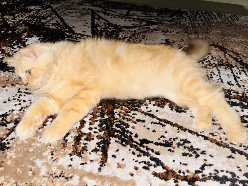 Beautiful Male Persian cat triple coated for sale — photo 3