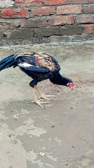 pakistani aseel
