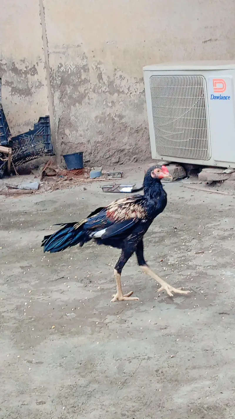 pakistani aseel — photo 2