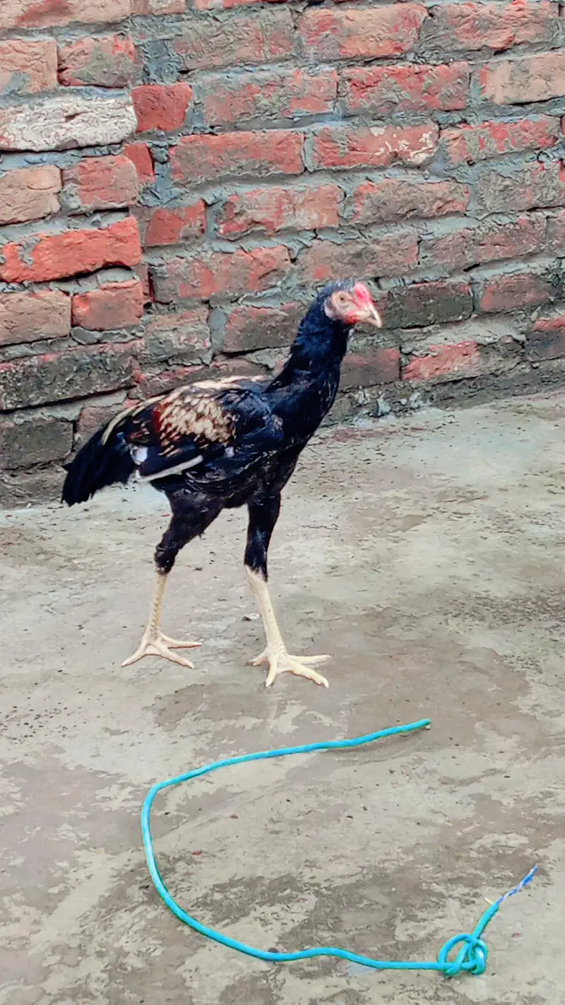 pakistani aseel — photo 3