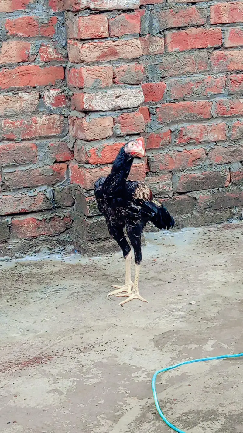 pakistani aseel — photo 4