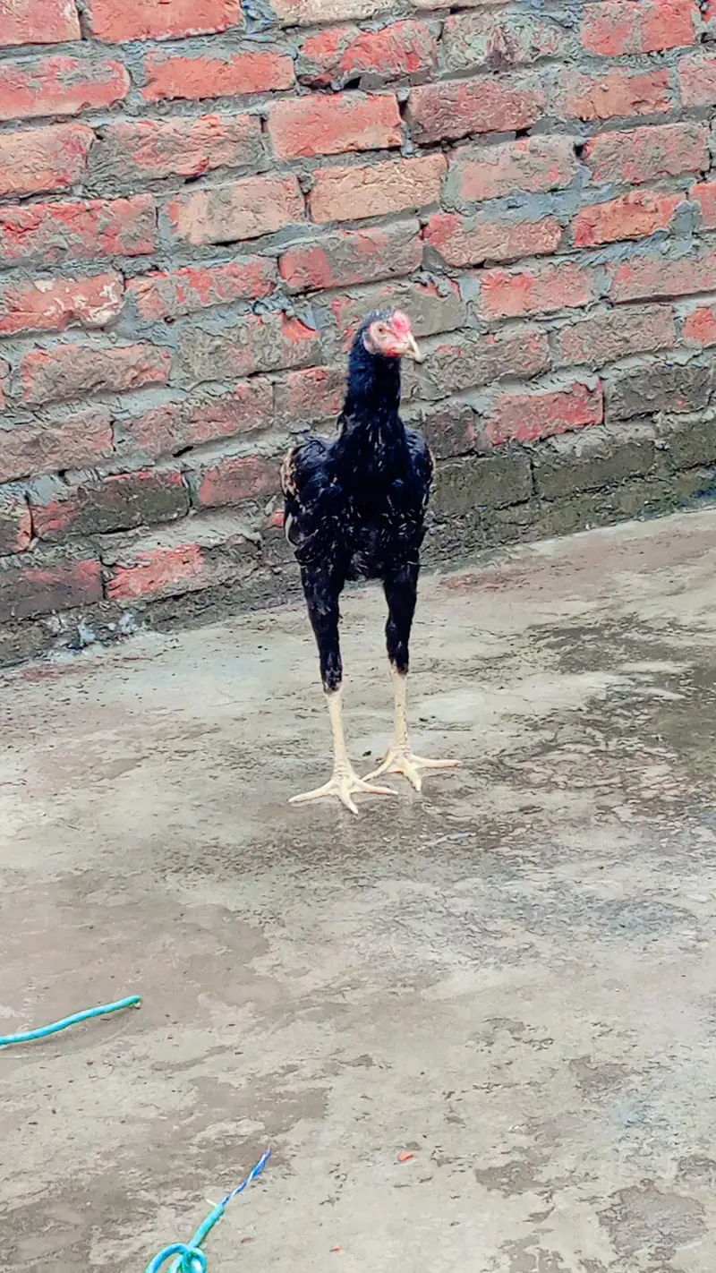 pakistani aseel — photo 5