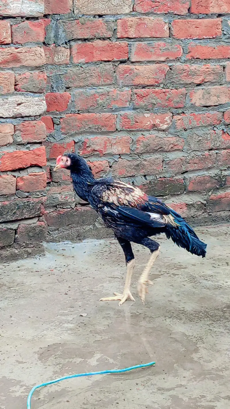 pakistani aseel — photo 6