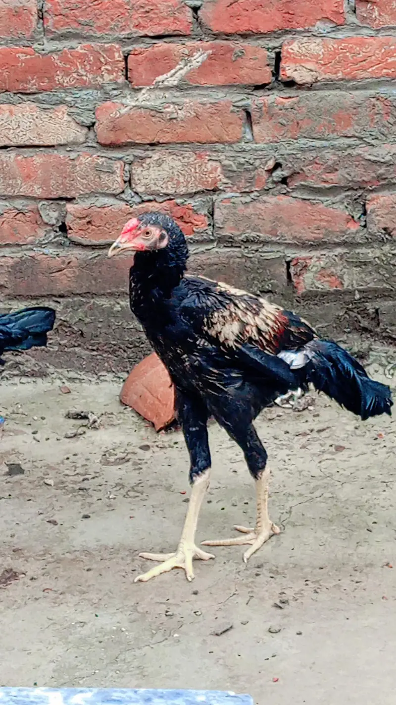 pakistani aseel — photo 7