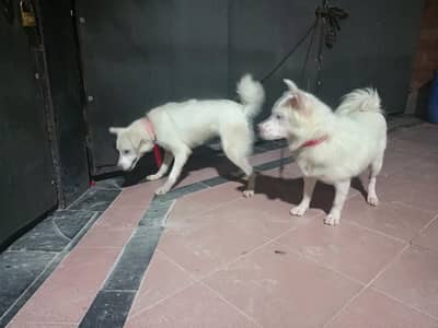 Russian Dogs Pair