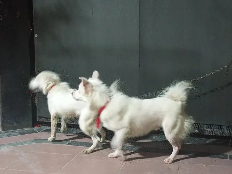 Russian Dogs Pair — photo 2