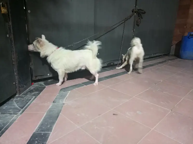 Russian Dogs Pair — photo 3