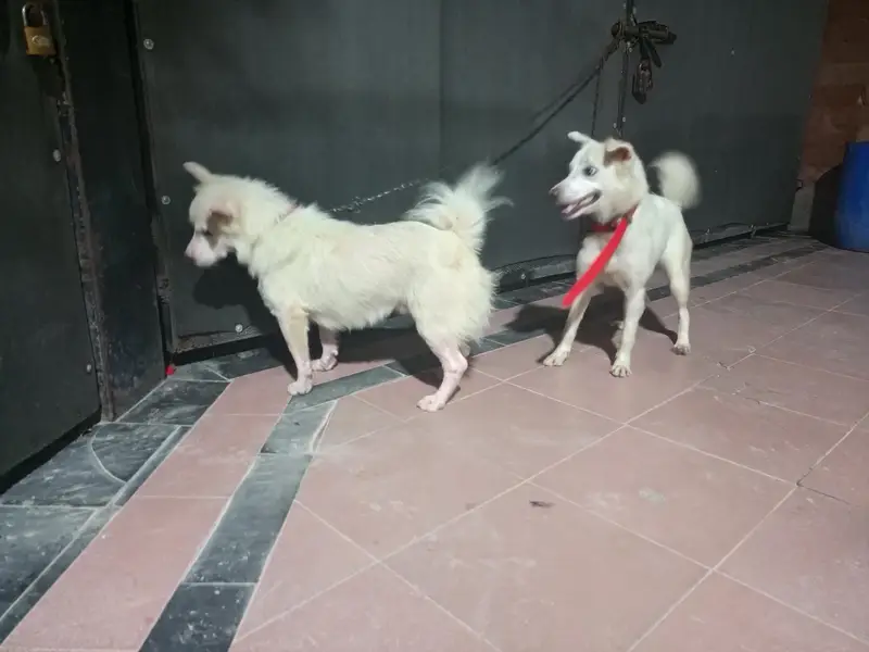 Russian Dogs Pair — photo 4