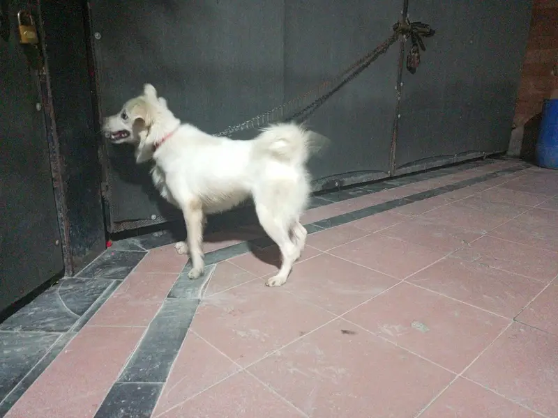 Russian Dogs Pair — photo 5