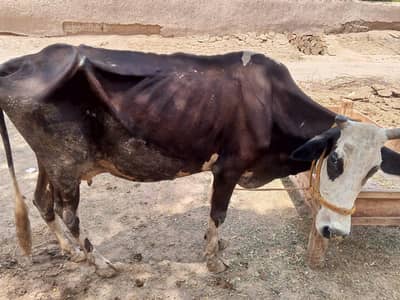 CoW for sale