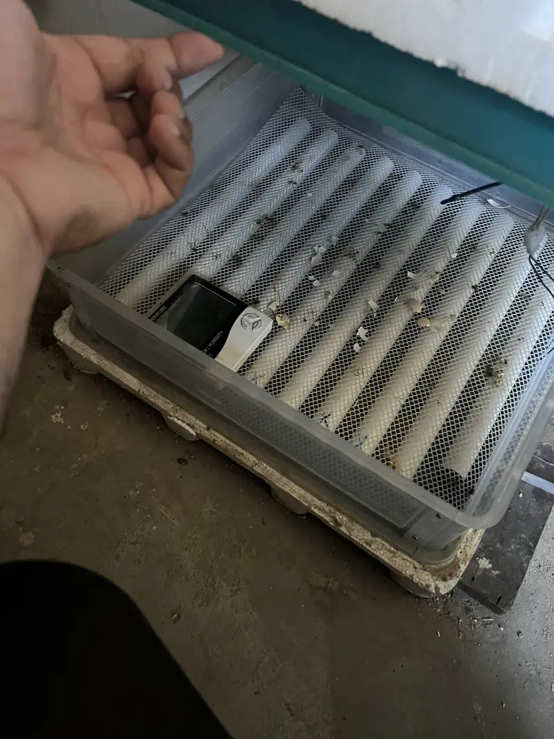 Slightly used Incubator & Brooder up for sale — photo 2