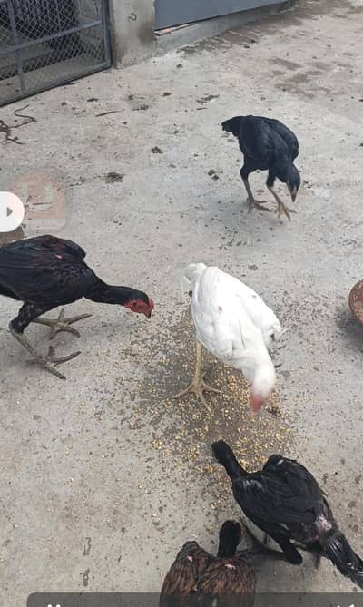 6 animal male and female