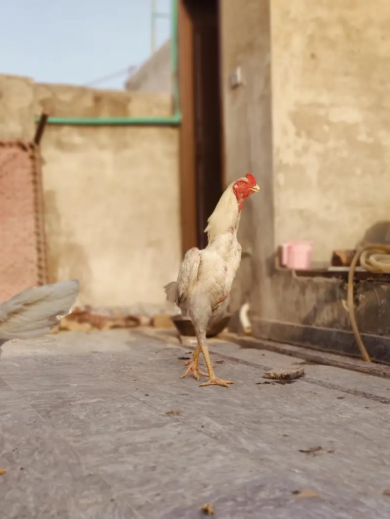 white o shamoo male — photo 2