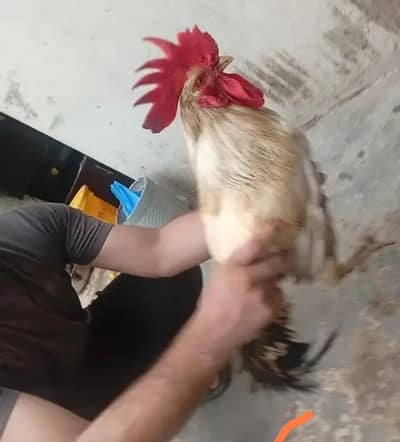 Desi Murga Home breed